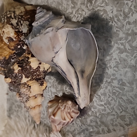 Shell Bundle Atlantic - Picture 7 of 9